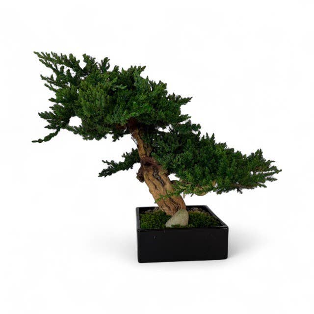 Forever Green Art - Wholesale Artificial Plant - Preserved Monterey Bonsai - Double2
