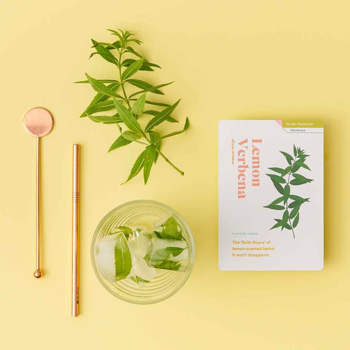Another Studio - Venta al por mayor Guías de la naturaleza - Tarjetas para el cuidado de hierbas, consejos y sugerencias sobre jardinería botánica