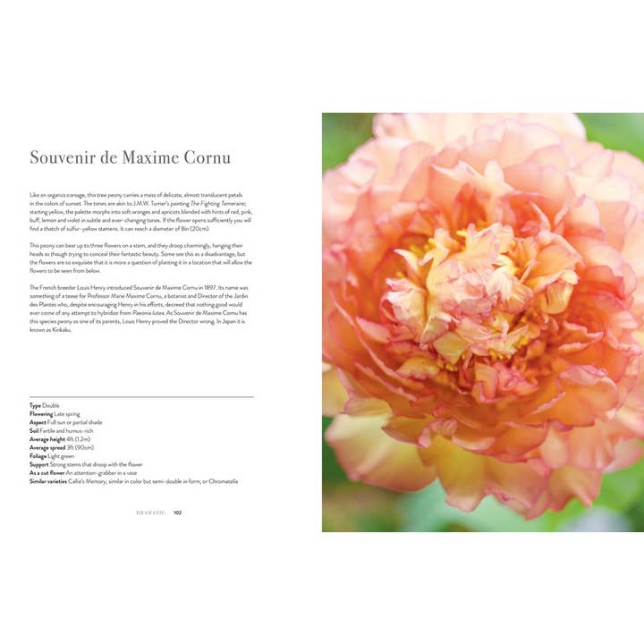 Gibbs Smith - Wholesale Book - Adult - Peonies: Beautiful Varieties for Home & Garden