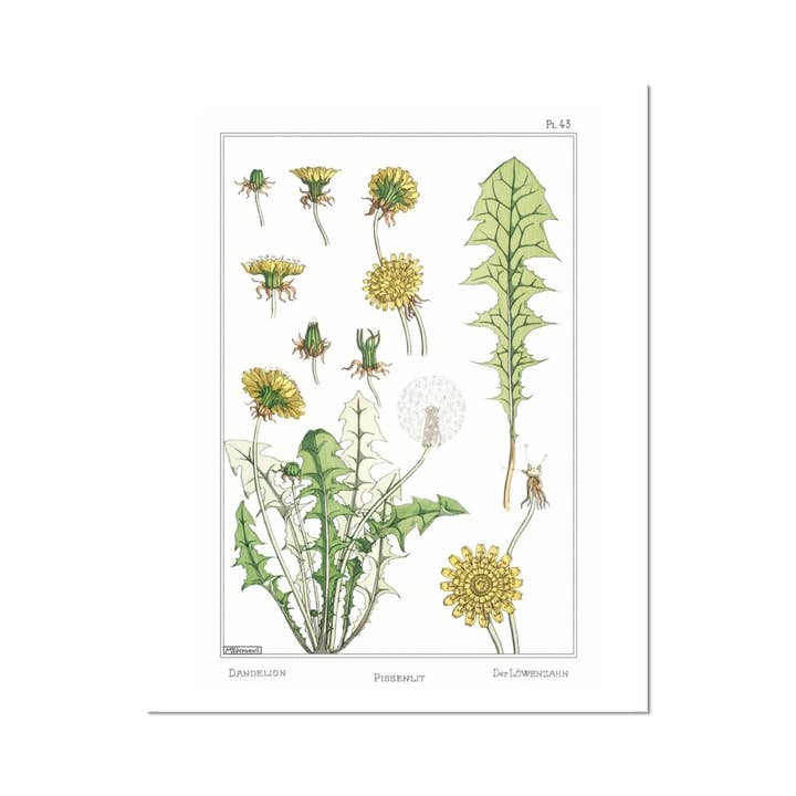 Imprimé Fine Art Pissenlit pour la vente par Cynefn