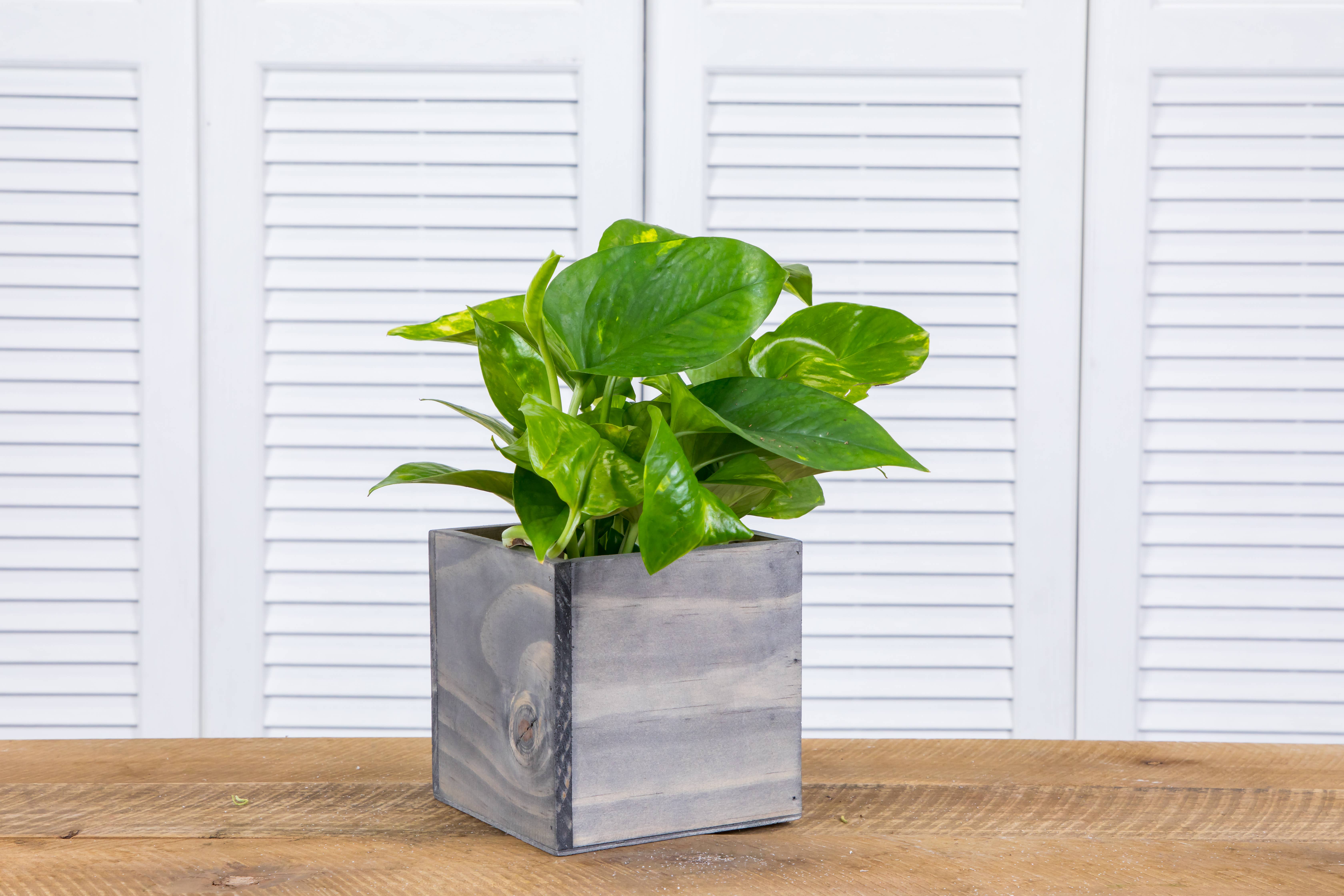 UNIMIX FLORAL – suporte para vasos de plantas por atacado – Plantas/Contentores em Madeira 5"x5"10