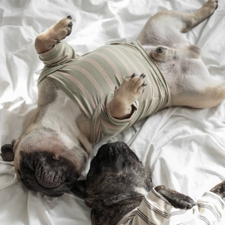 Lambwolf Collective - Wholesale Pet Shirt - Dog - CHELSEA // Dog Apparel// Dog Tee1