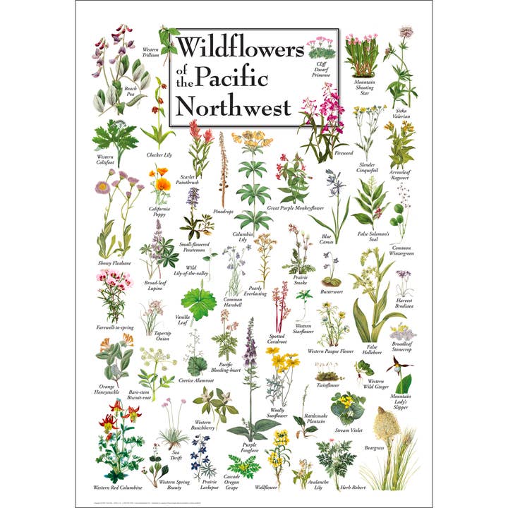 Wildflowers of the Pacific Northwest Poster for wholesale by Earth Sky + Water