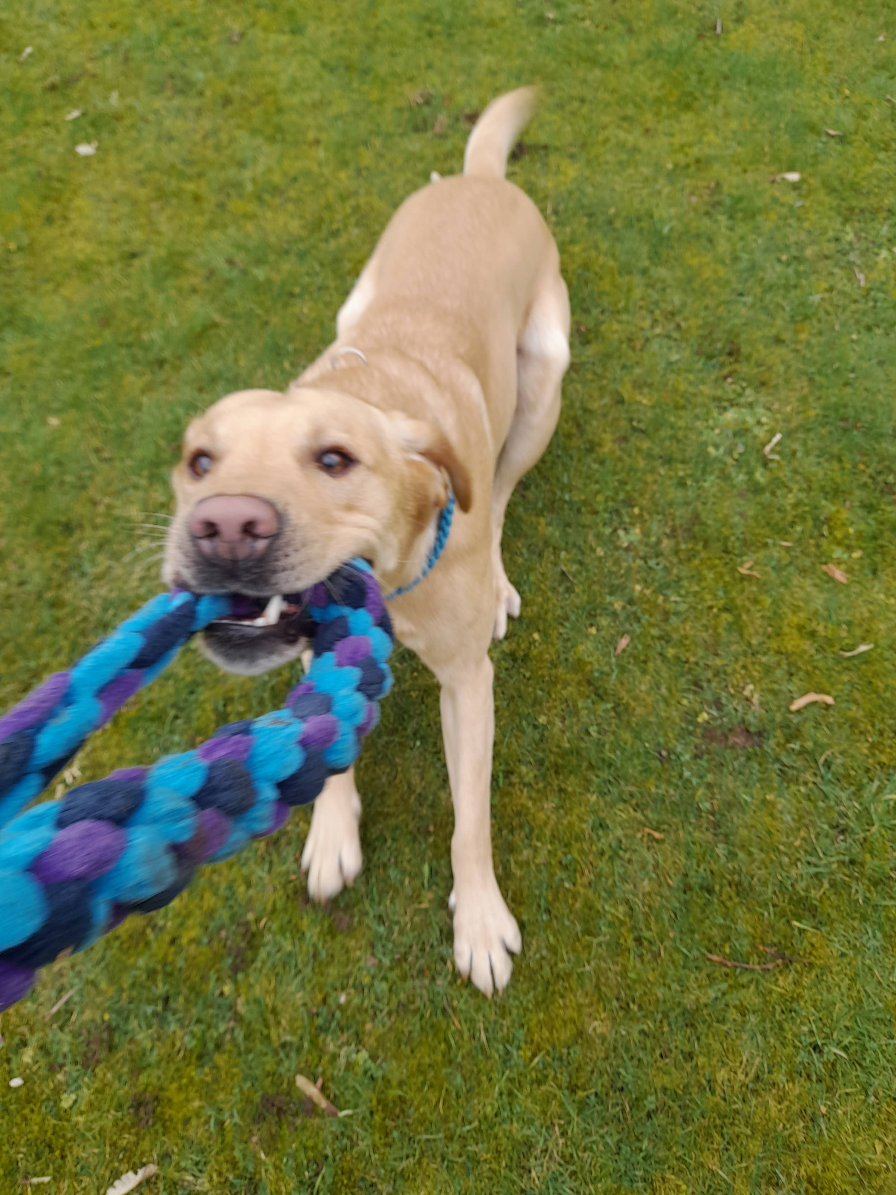 Thirty9Design – wholesale Pet rope toy – Dog – Dog tug toys6