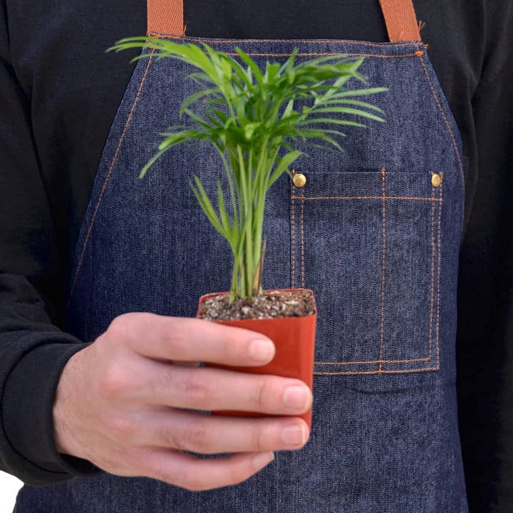 House Plant Wholesale WEST - Wholesale Live Plant - Parlor Palm