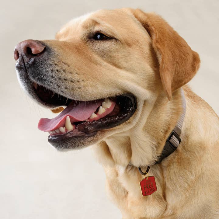 Primitives by Kathy - Wholesale Pet Collar Charm - Cat/Dog - I Give Free Kisses Collar Charm1