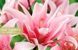 Gibbs Smith - Wholesale Home & Garden - Lilies: Beautiful Varieties for Home & Garden4