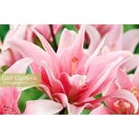 Gibbs Smith - Wholesale Home & Garden - Lilies: Beautiful Varieties for Home & Garden4