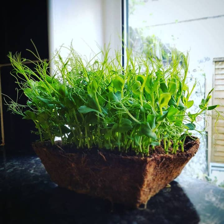 Pea Shoot 'Sprouting' Seeds for wholesale by New Leaf Nurseries