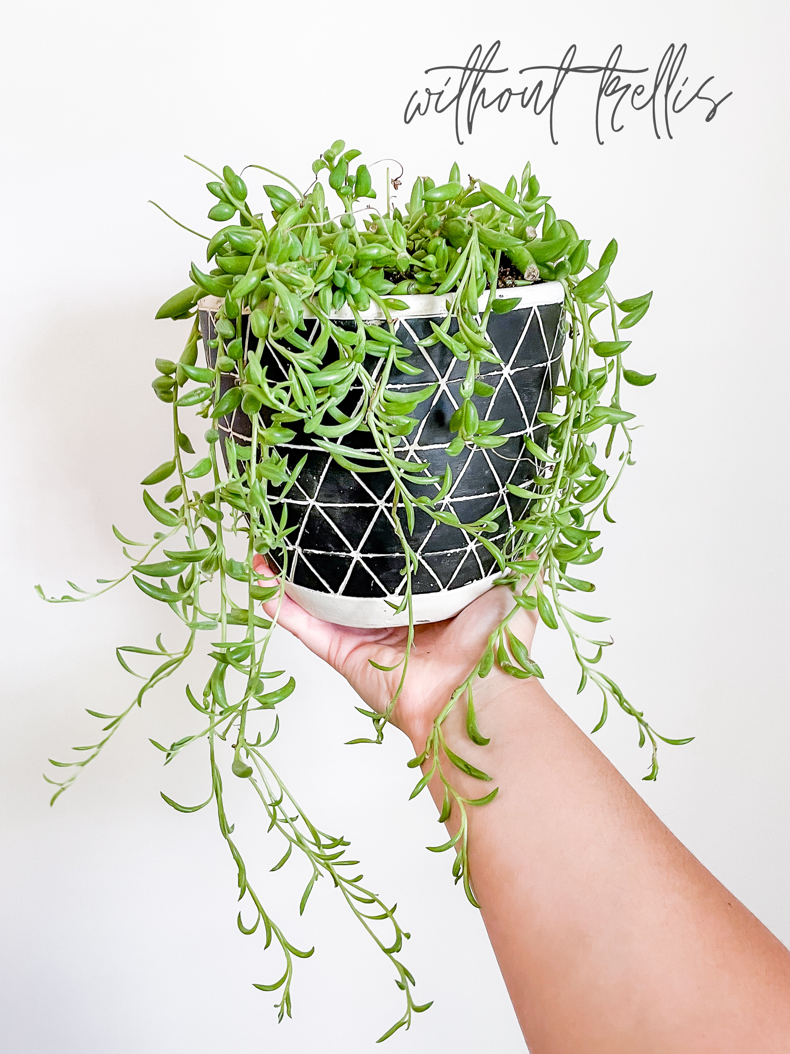 Above The Soil - Vente Treillis - Treillis pour plantes Copper Endless Circle - 3 tailles !4