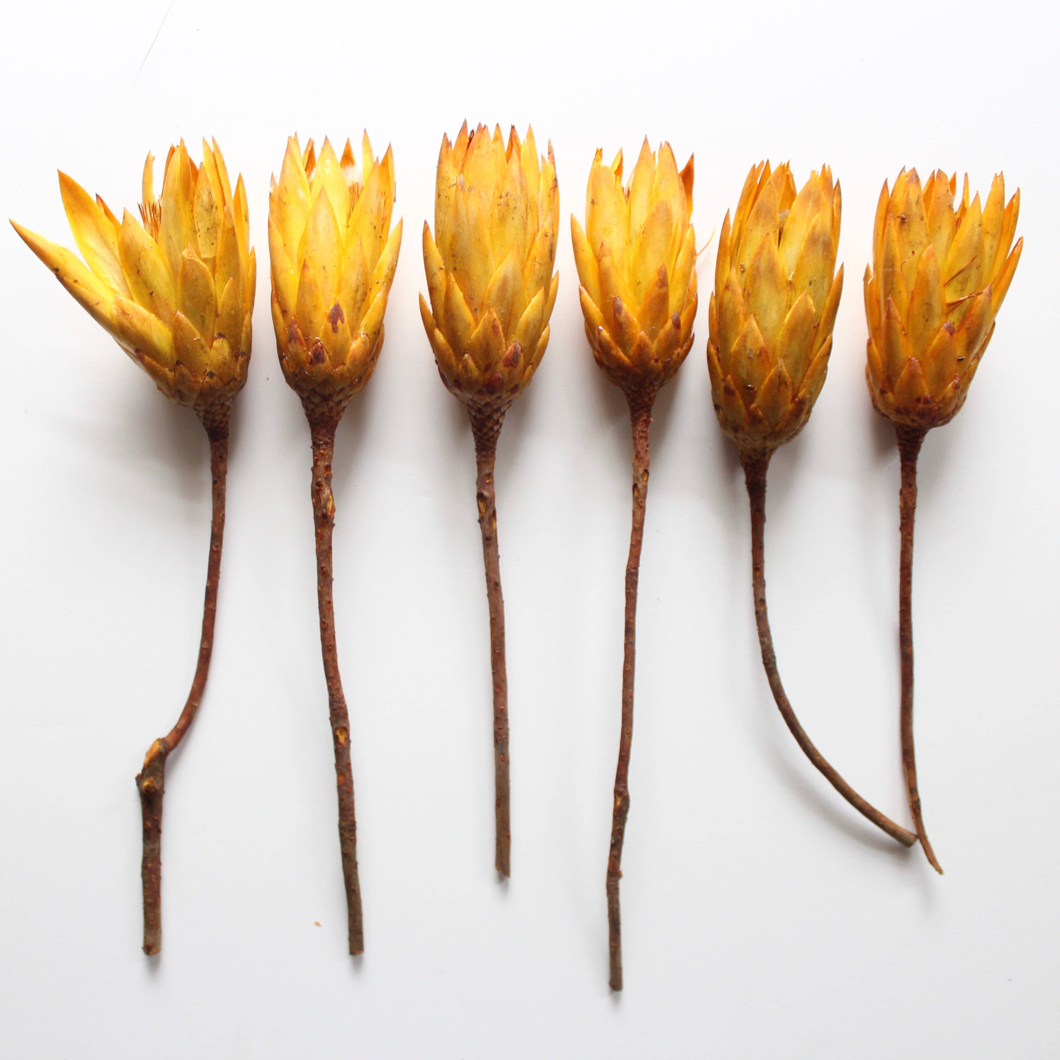 Roxanne's Dried Flowers - Wholesale Dried/Pressed Flowers - Protea  - Repens0