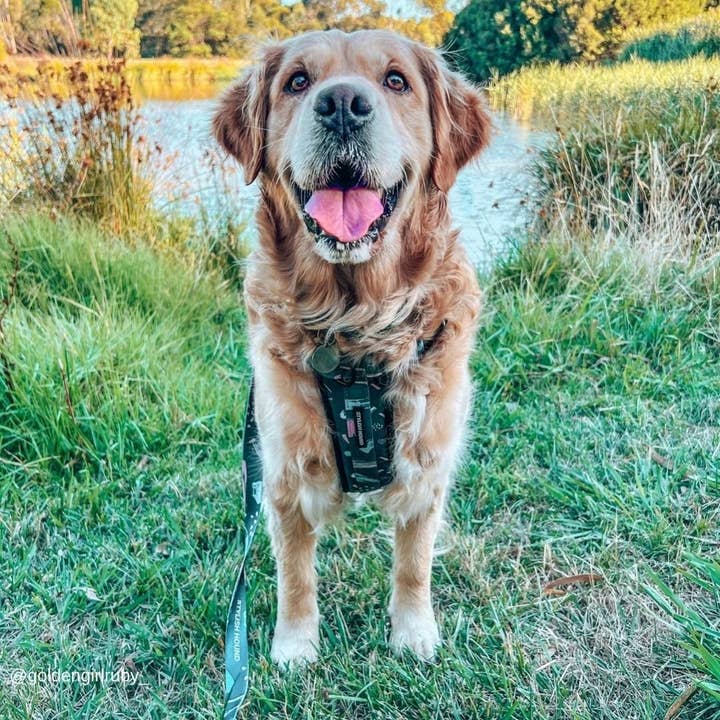 Stylish Hound - Wholesale Pet harness – Dog - Nova Explorer Chest Plate6