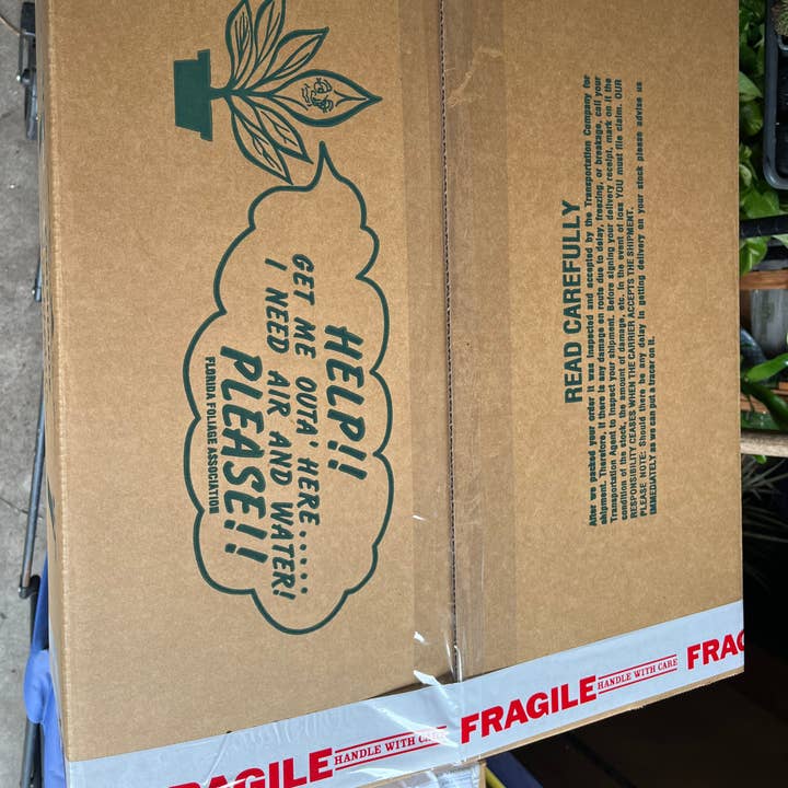 Succulents & Such, Inc. - Wholesale Live Plant - 3" Potted Macodes Petiola Jewel Orchid1