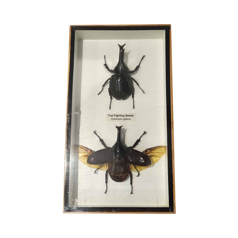 VIE - Wholesale Wall Accent - Framed Insect, Assorted34