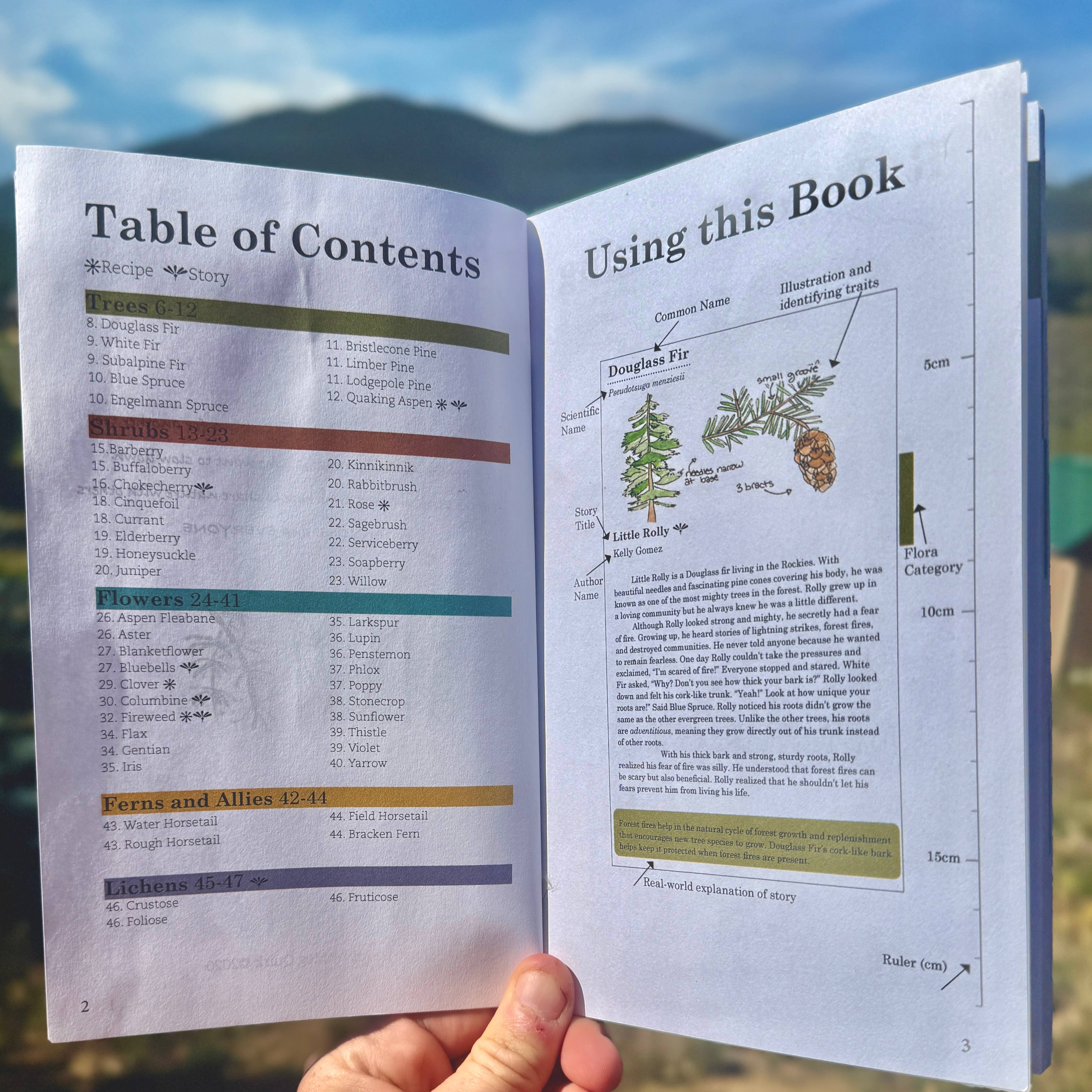 Quirks of Art co. - Wholesale Nature & Outdoors Book - Meg's Guide to the Common Flora of the High Rockies1