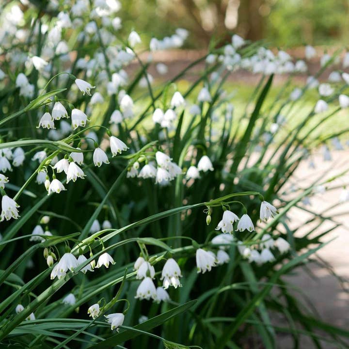 Oasis of Life - Wholesale Live plant - Spring Snowflake – 40 Bulbs – Leucojum aestivum – White Bulbs – Summer Snowflake – Hardy Spring Bloomer for Garden, Pond Edge & Border – Elegant Bellflowers – Size 8/94