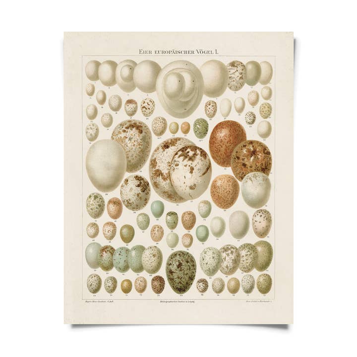 Vintage European Bird Eggs Print w/ optional frame for wholesale by Curious Prints