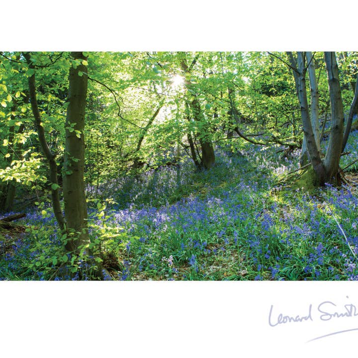 Blank Card - Bluebell Woods Kent for wholesale by Leonard Smith