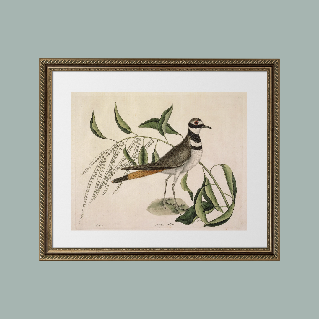 Sea to Skye - Wholesale Art Print - Plover Bird Antique Art Print6