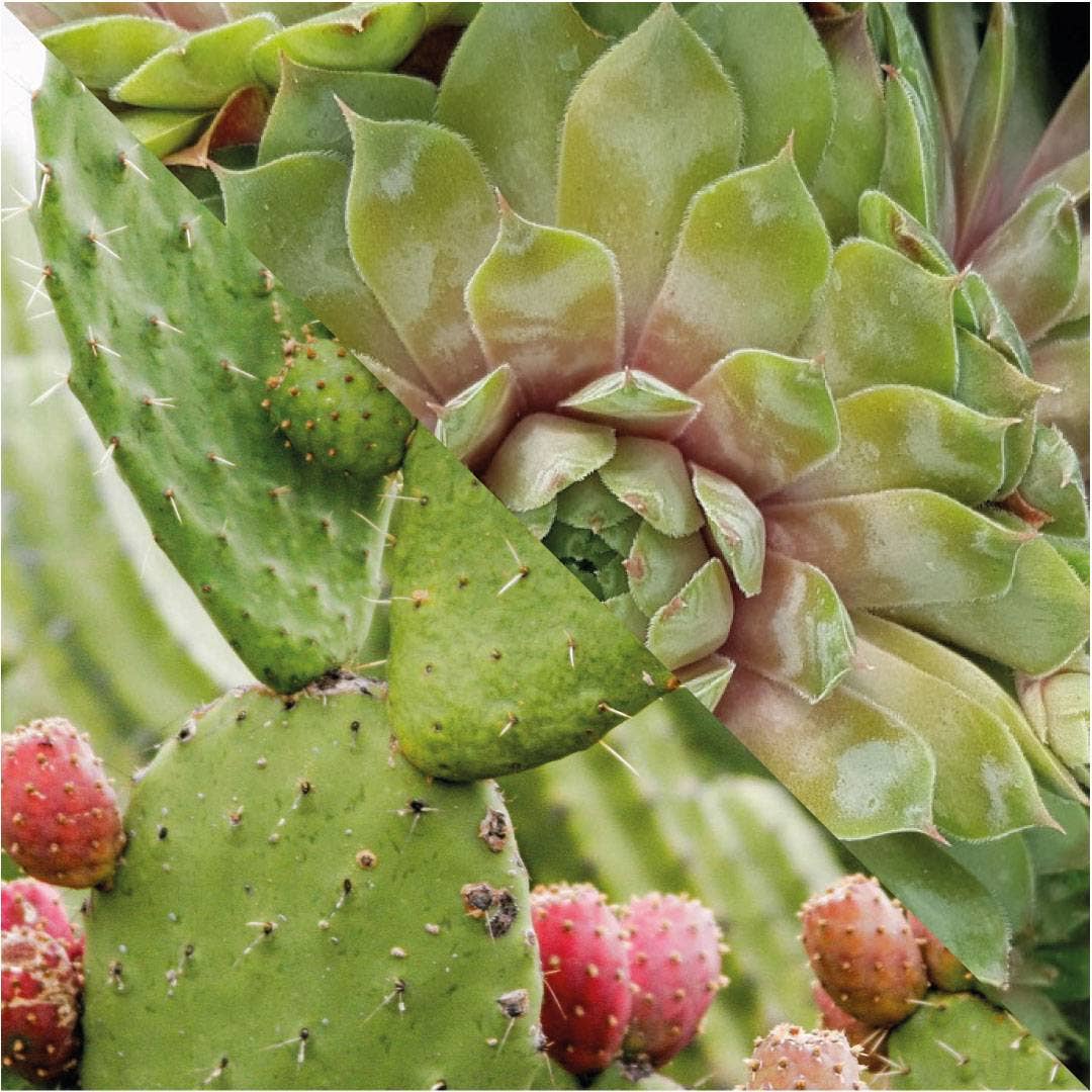 Plisson 1808 – wholesale Self-tanner – Bronzing activator2