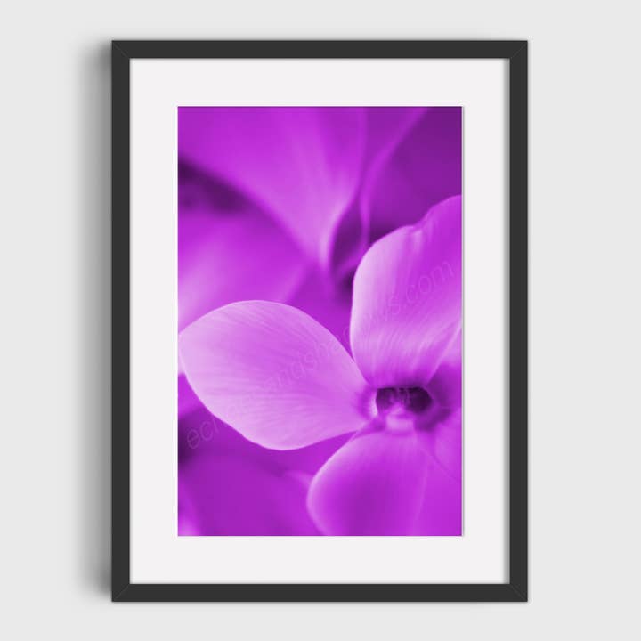 Purple Cyclamen Fine Art Print, Flower Photography Wall for wholesale by Echoes & Shadows Photography