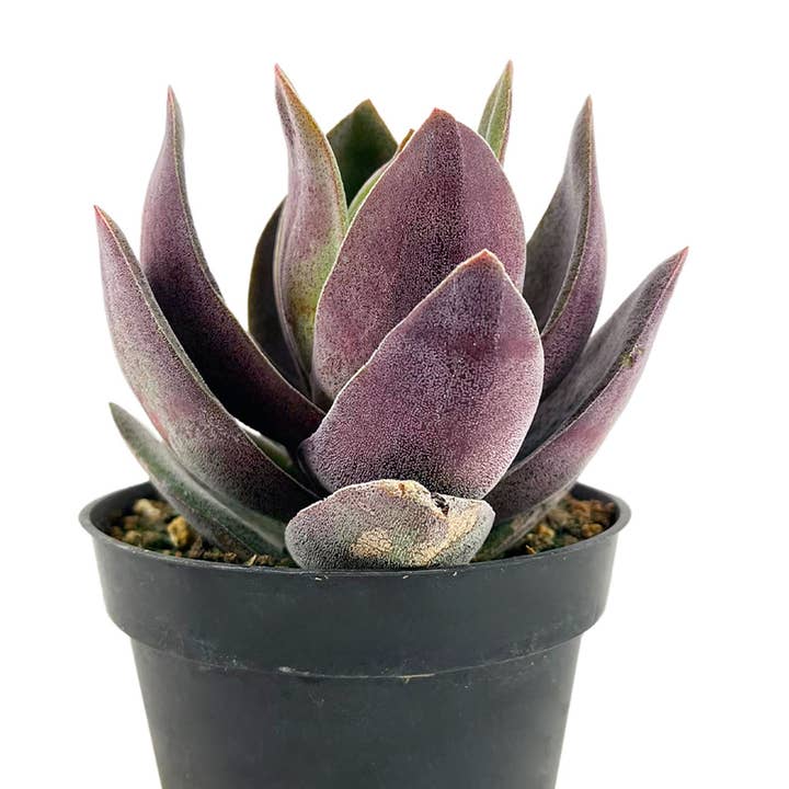 Best Plant Friend - Wholesale Succulent - Crassula alba Garnet Lotus - Unique Succulents in 2/4in Pot