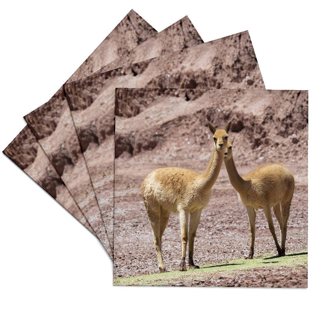 3dRose - Wholesale Coasters - 3dRose, Vicuna in the Altiplano of Argentina near Tolar Grande., Coaster0