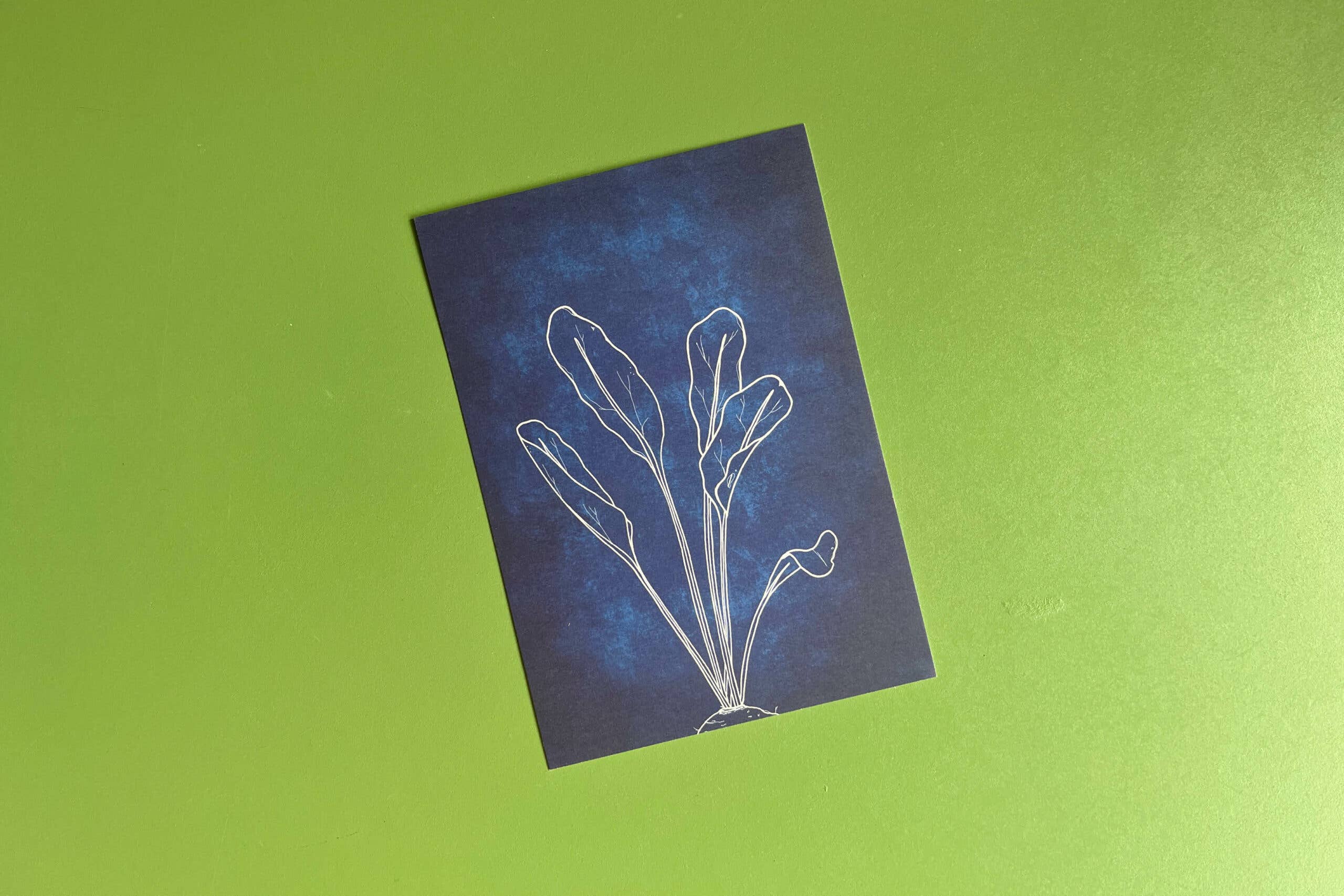 Loopvis - Wholesale Everyday Greeting Card - Postcard | Beet Leaf0