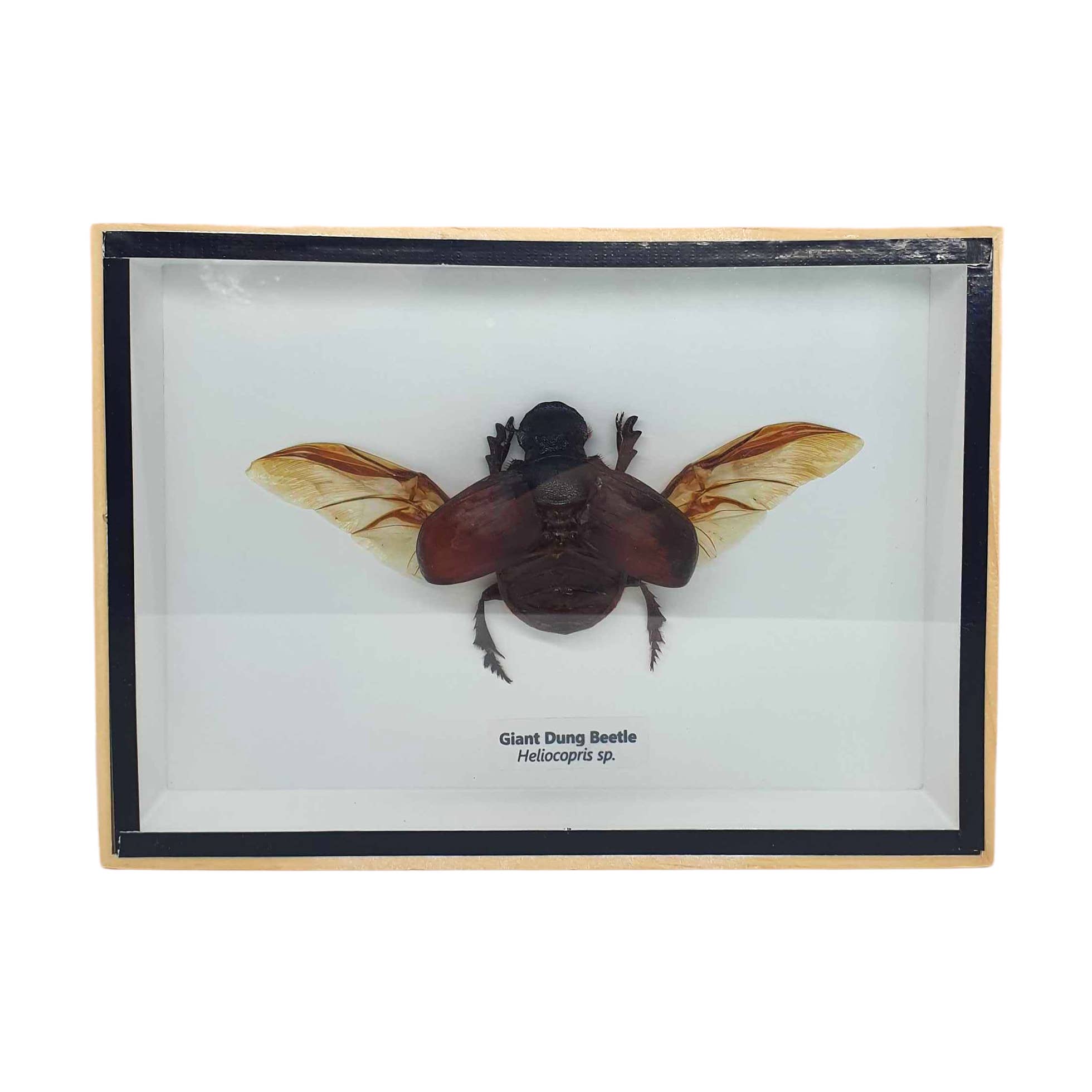 VIE - Wholesale Wall Accent - Framed Insect, Assorted13