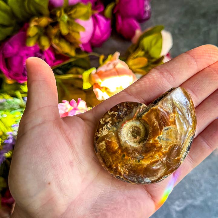 Mandala Gems - Wholesale Decorative Tabletop Object - Fire Ammonite Shell Fossil, Fire Ammonite, Fossil Decor, Natural Art, Decorative Fossils, Ammonite Fossil
