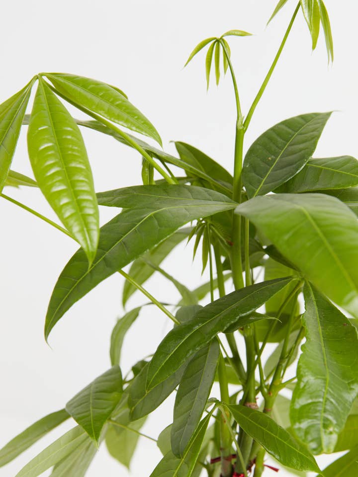 Money Tree Plant for wholesale by Lively Root