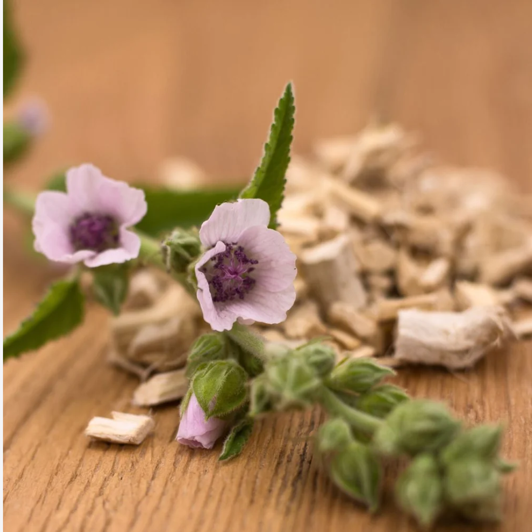 Herb To Body - Wholesale Herbs - Marshmallow Root C/S3
