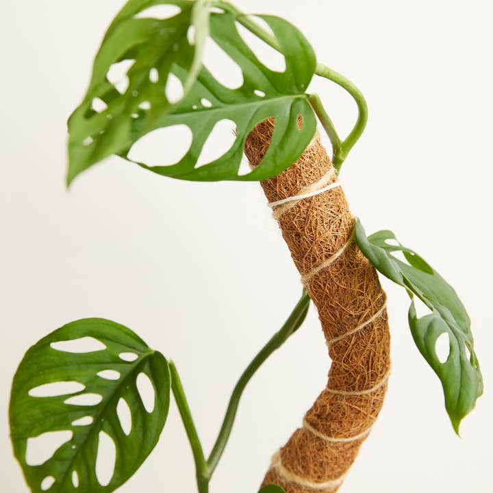 We The Wild Plant Care USA - Wholesale Planting/Potting Soil - Coco Climber