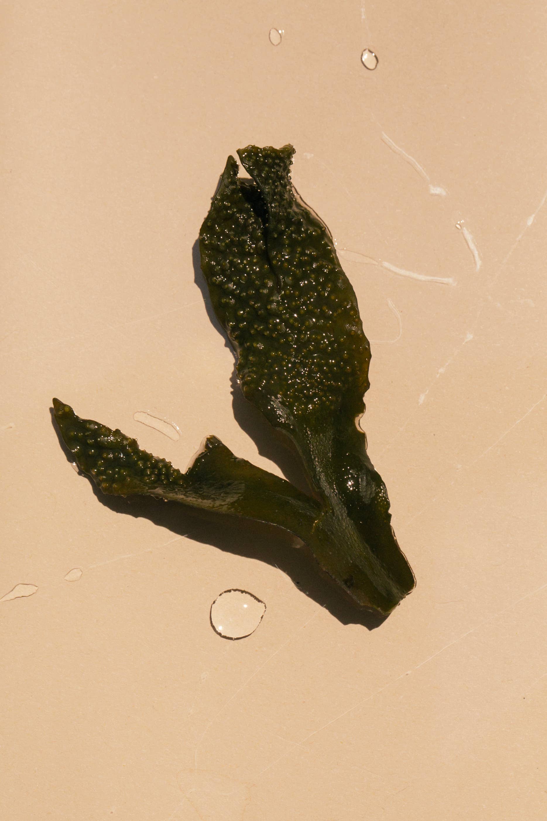 SUMMER SOLACE- Regenerative Tallow Beauty - Wholesale Zeepblok - Sea Change zeewierzeep – Neroli en blaaswier, 140 g6