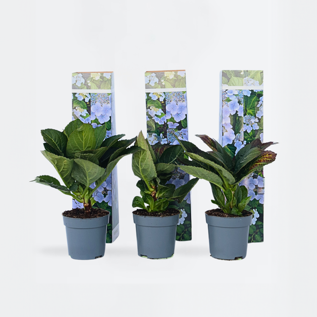 Oasis of Life - Vendita all'ingrosso Piante vive - Ortensia Hydrangea – 3 piante – Hydrangea macrophylla Teller 'Nizza' – Altezza 25–40cm – Ø9cm – Ortensia blu con grandi infiorescenze – Resistente al freddo & facile da curare – Per giardino, aiuola & vaso0