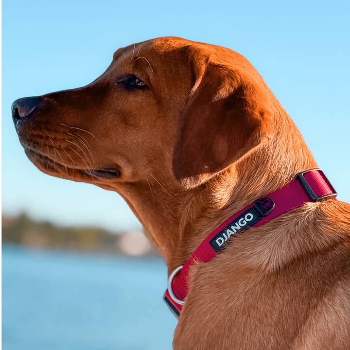 DJANGO - Wholesale Pet Collar - Dog - Tahoe Dog Collar - Firelight Red1