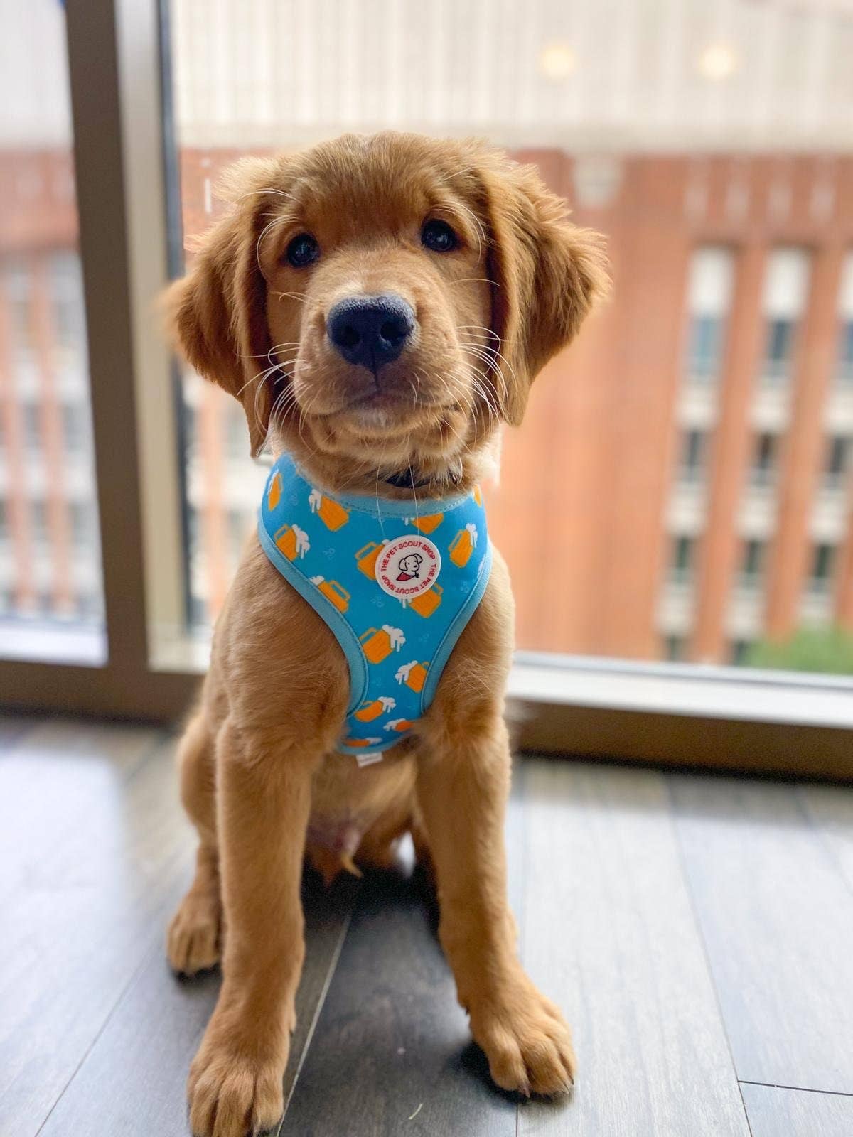 The Pet Scout Shop - Wholesale Pet Harness - Dog - Summer Beer Reversible Harness1