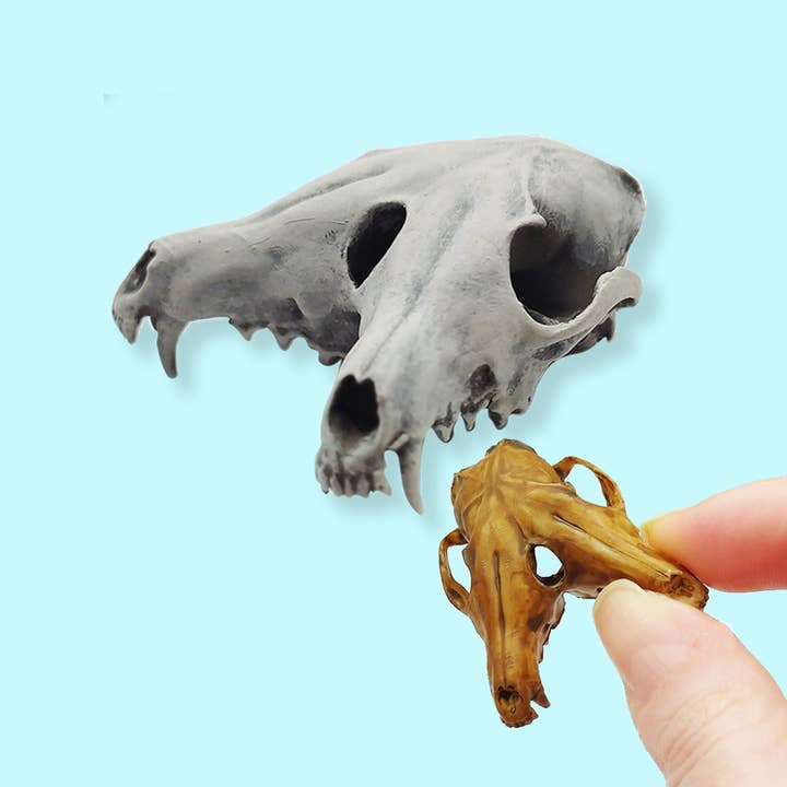 Fox Skull Triclops Conjoined Cranium - 1:6 Scale miniature skull replica for horror diorama, dollhouse, curio cabinet, curiosity (1 Skull) for wholesale by The Scale Grail
