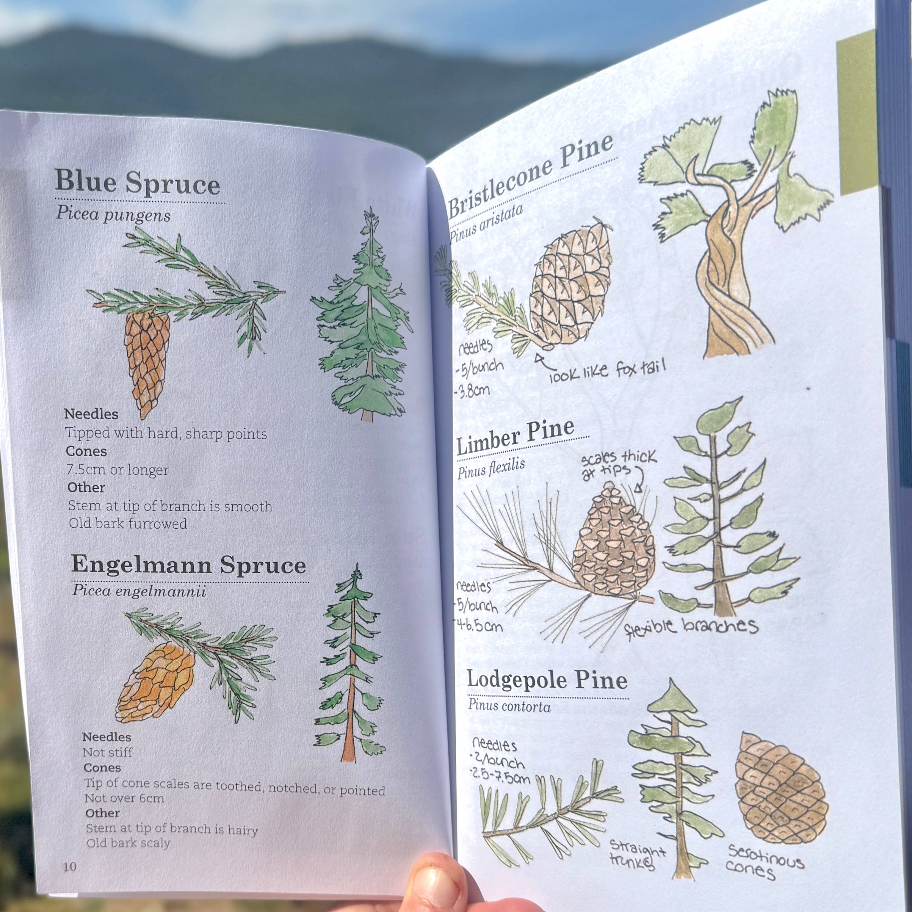 Quirks of Art co. - Wholesale Nature & Outdoors Book - Meg's Guide to the Common Flora of the High Rockies2