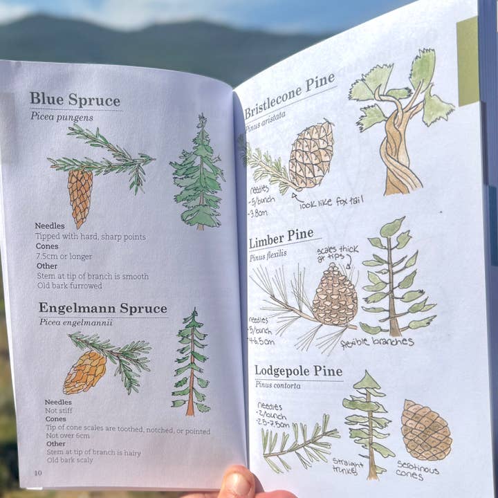 Quirks of Art co. - Wholesale Nature & Outdoors Book - Meg's Guide to the Common Flora of the High Rockies2