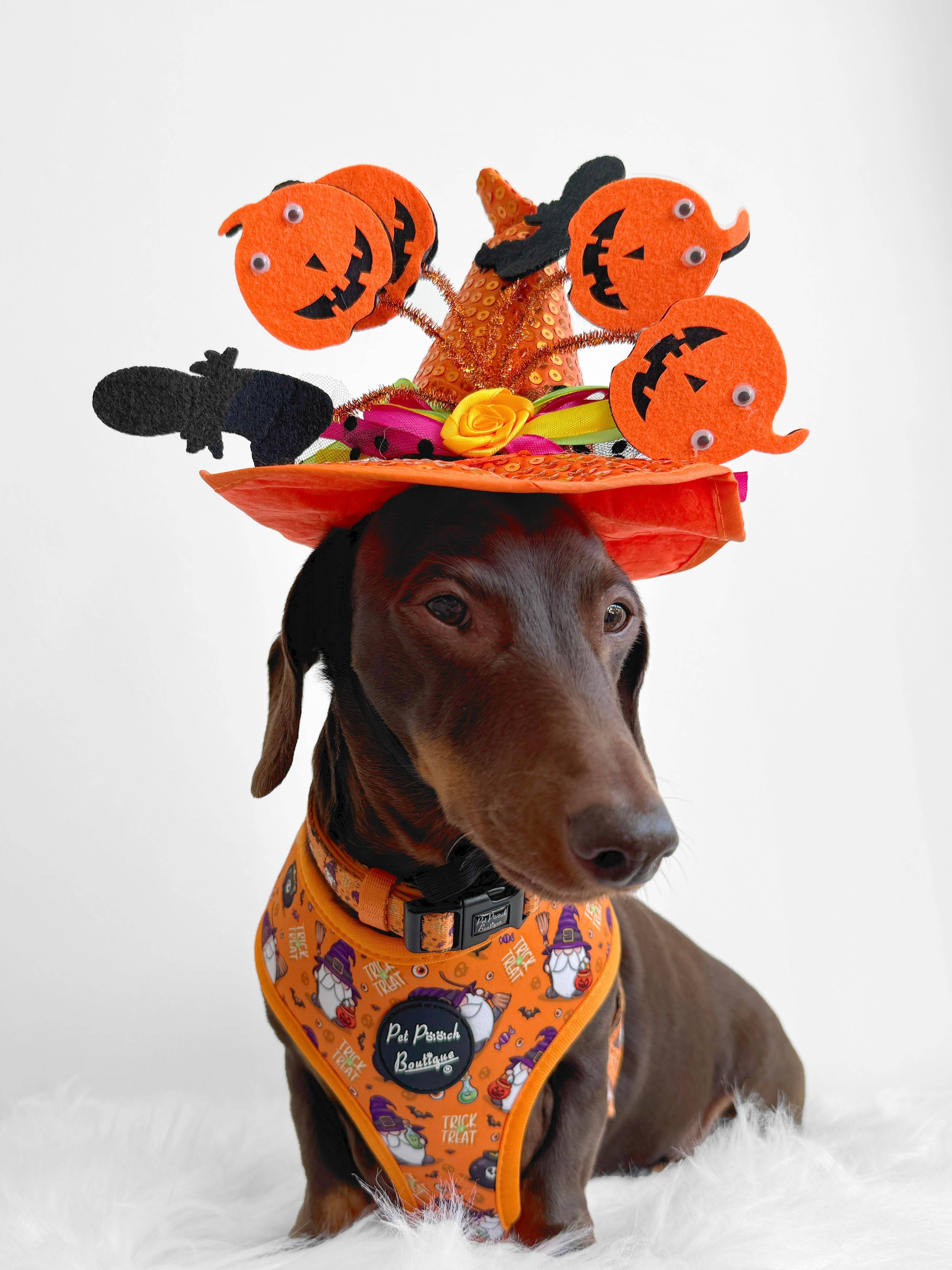 Pet Pooch Boutique – wholesale Pet harness – Dog – Trick Or Treat Harry Halloween Spooky Dog Harness (Autumn)6