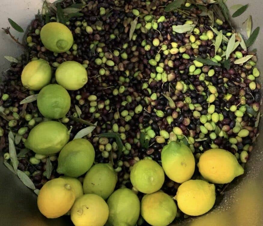 Bio Orto Società Cooperativa Agricola - Wholesale Olive Oil - Organic Aromatic Lemon - 200ml3