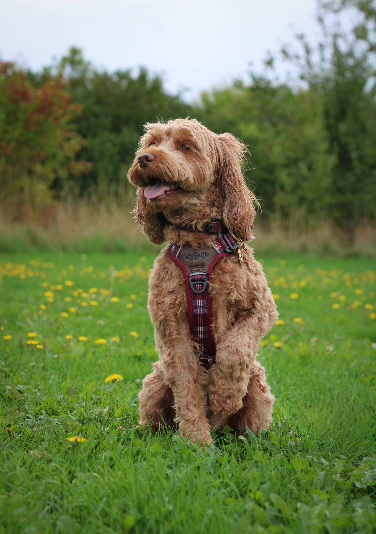 The aDoraBle Pooch Company - Wholesale Pet Harness - Dog - Streamline Pro™ Dog Harness - Heritage Collection - Merlot Manor5