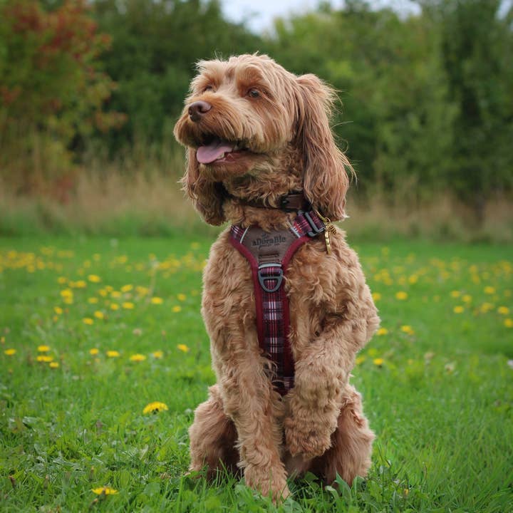 The aDoraBle Pooch Company - Wholesale Pet Harness - Dog - Streamline Pro™ Dog Harness - Heritage Collection - Merlot Manor5