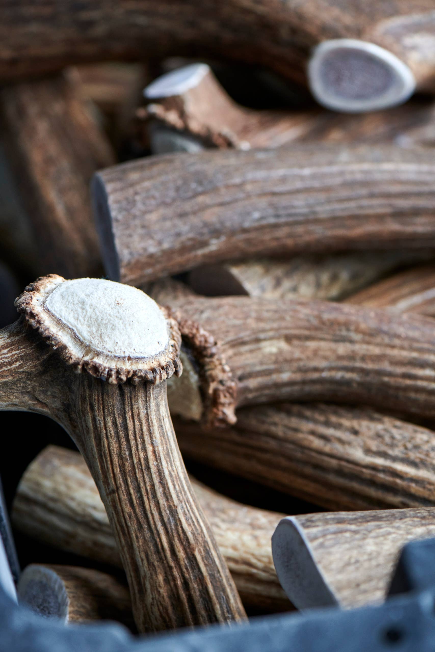 Buck Bone Organics - Wholesale Pet Chew Toy - Dog - Bulk Whole Elk Antler Dog Chews 2 LB Box2