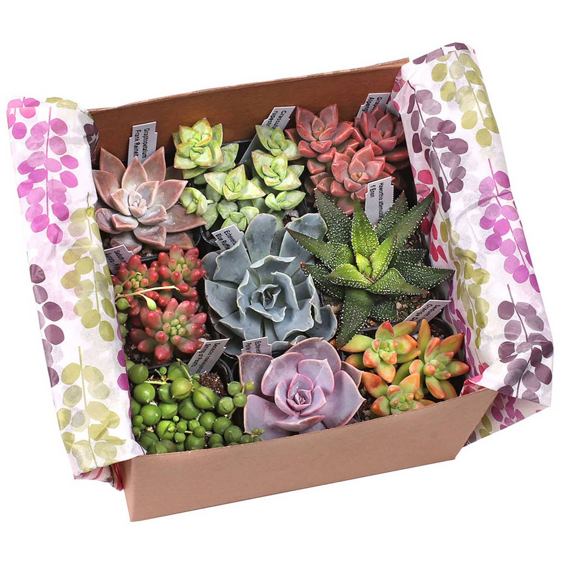  Pack Varieties  Succulent Sampler Gift Box - 9 Varieties, 2" Pots for wholesale on Faire0