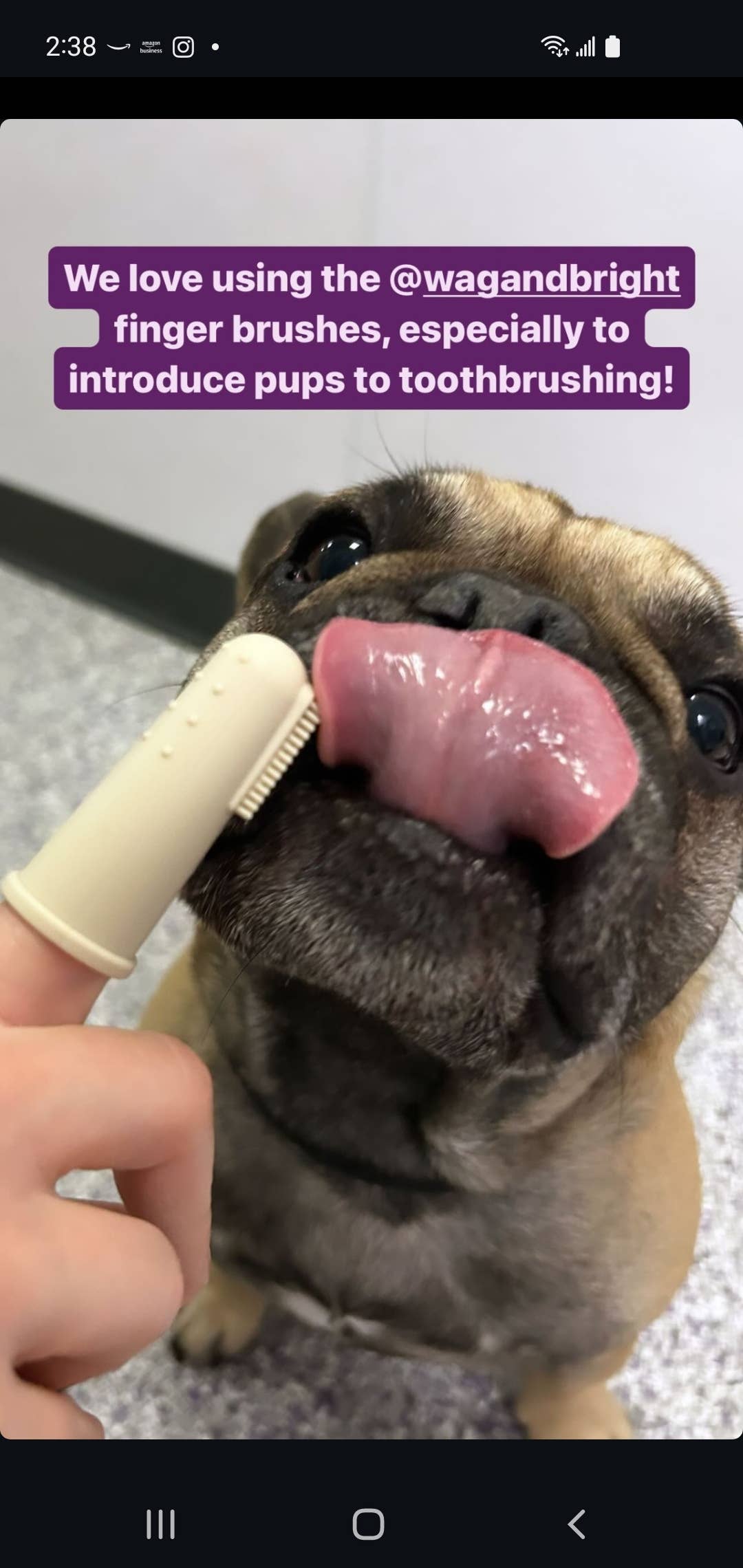 Wag & Bright Supply Co. – wholesale Pet brush – Cat/dog – Puppy Polisher Finger Brush (one size)9