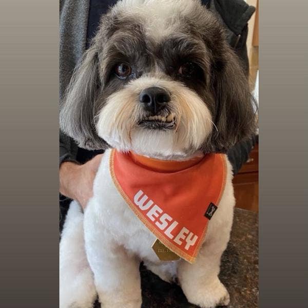 Bad Service Dogs - Vente Bandana – chien - Miami Matins | Bandana personnalisable pour chien orange et rouge1