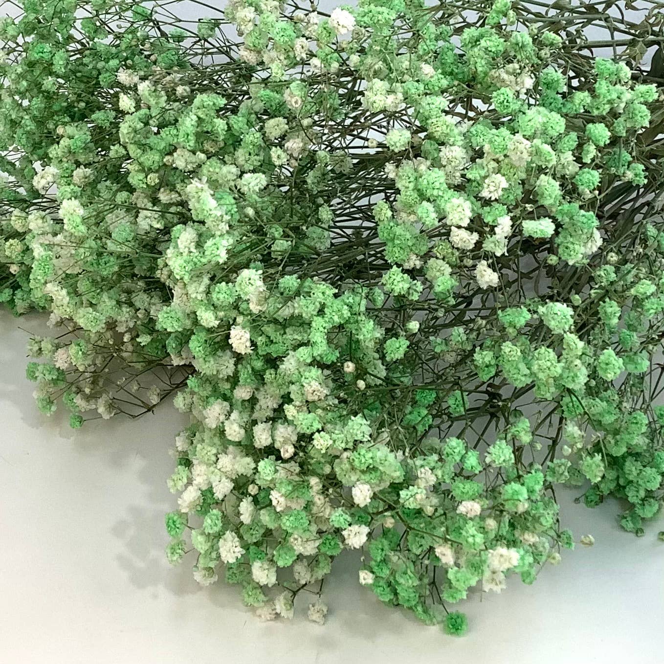 Honeybee and Blossom - Vendita all'ingrosso Fiori secchi/pressati - Fiori secchi per l'alito del bambino9