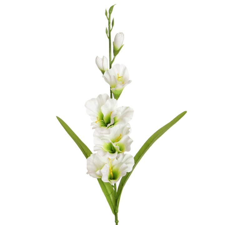 gladiolus 60 cm white for wholesale by Floratexx